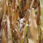 Katze im Maisfeld