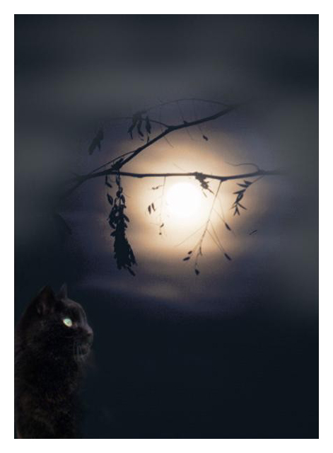 Katze im Mondlicht