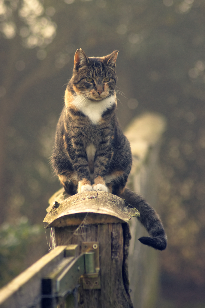 Katze im Morgenlicht