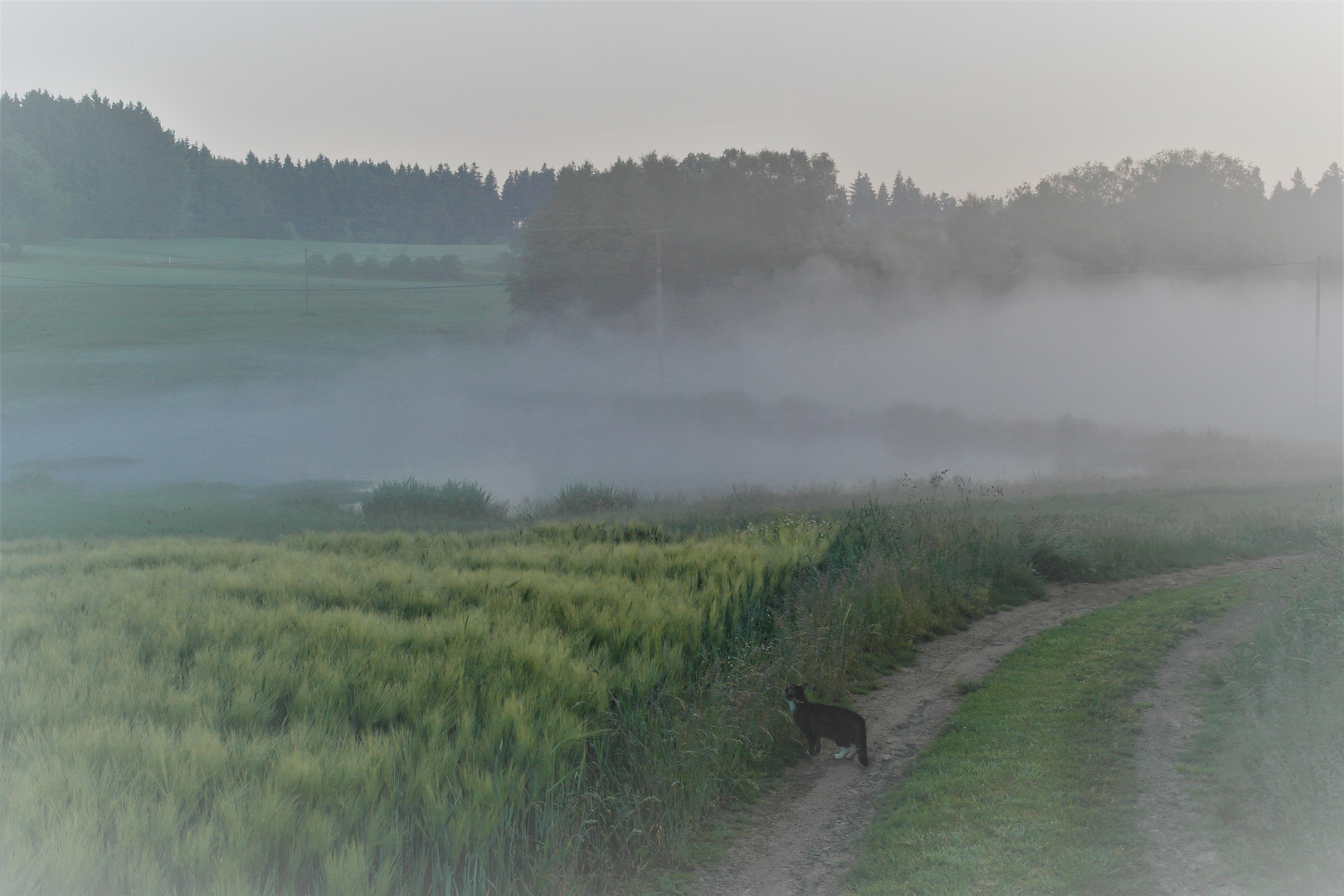 Katze im Morgennebel