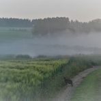 Katze im Morgennebel