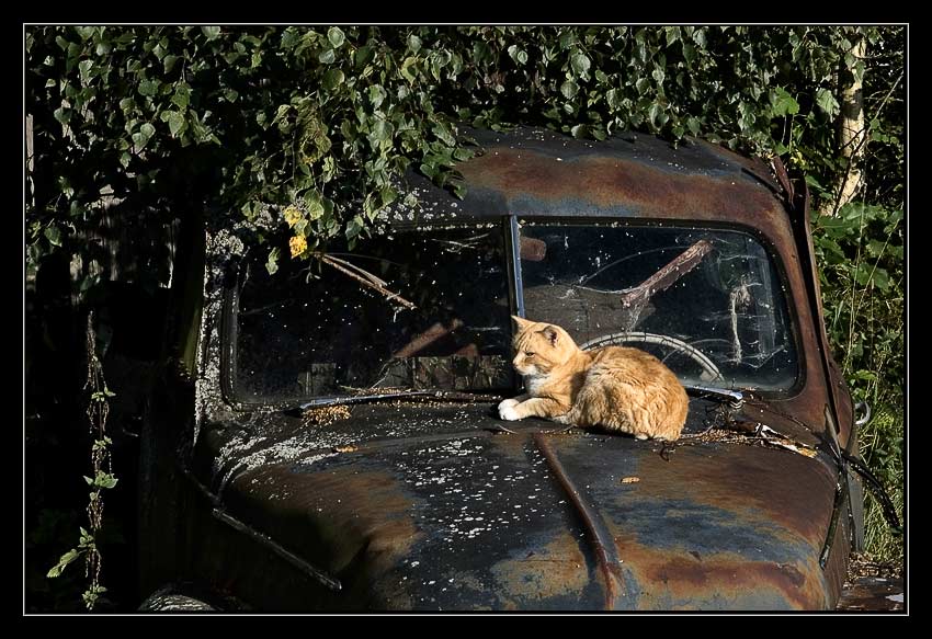 Katze im natürlichen(?¿) Lebensraum!