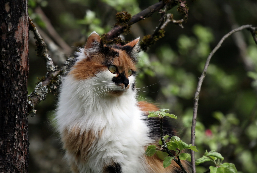 Katze im Obstbaum