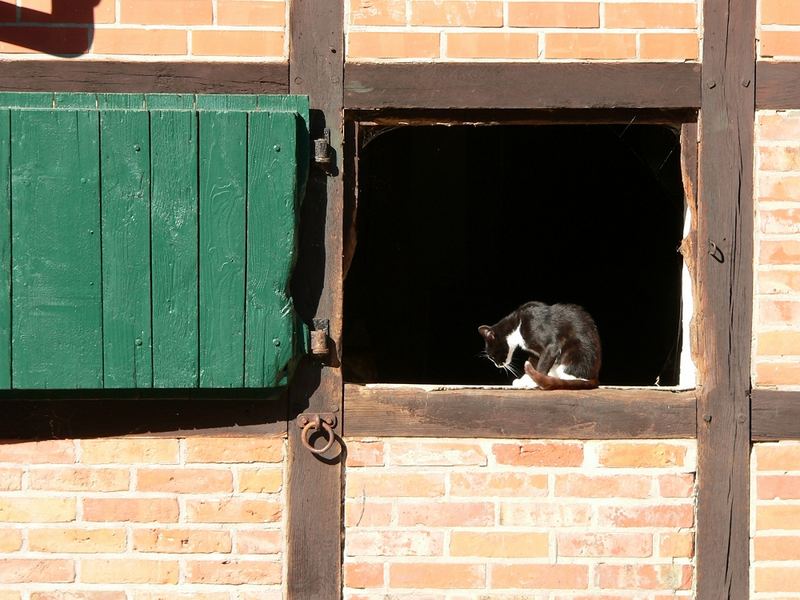 Katze im Pferdestall