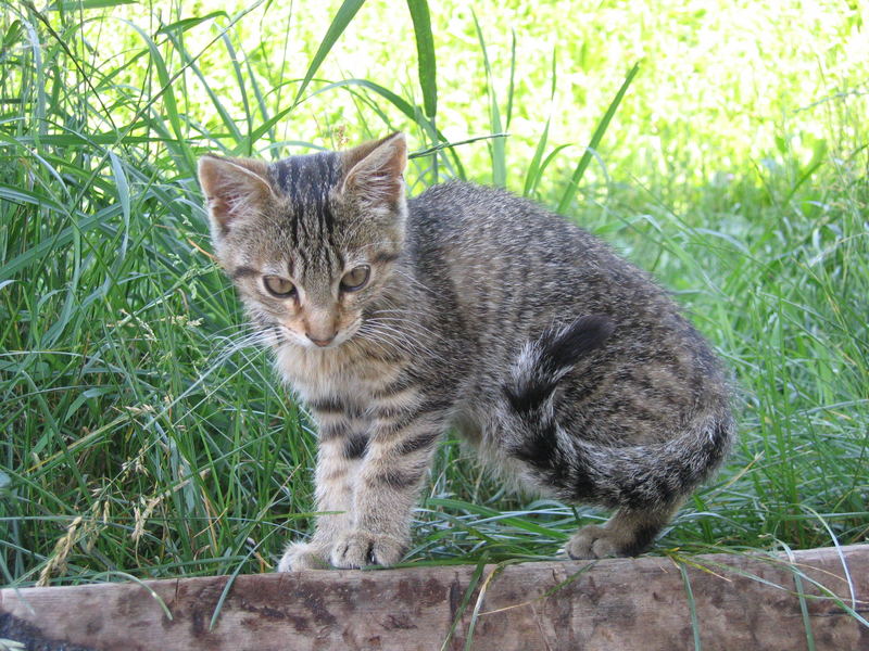 Katze im Pinzgau