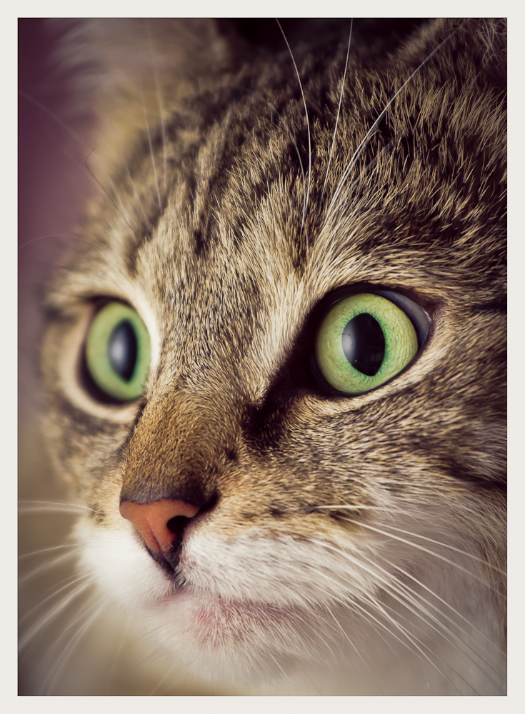 Katze im Portrait