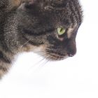 Katze im Profil