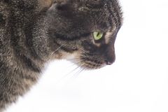 Katze im Profil