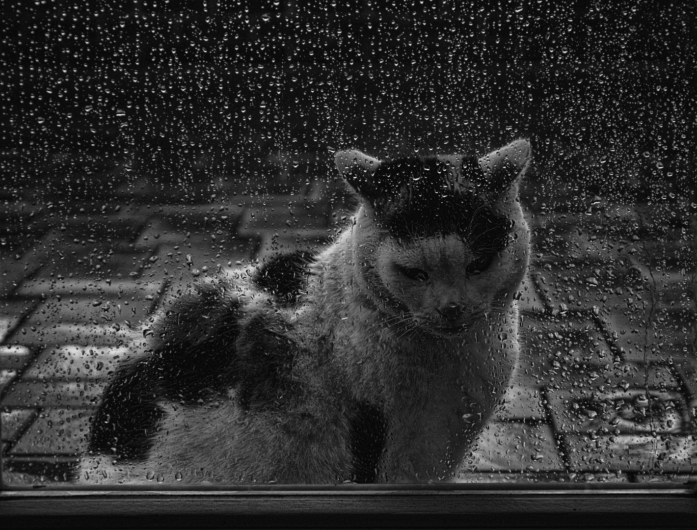 Katze im Regen