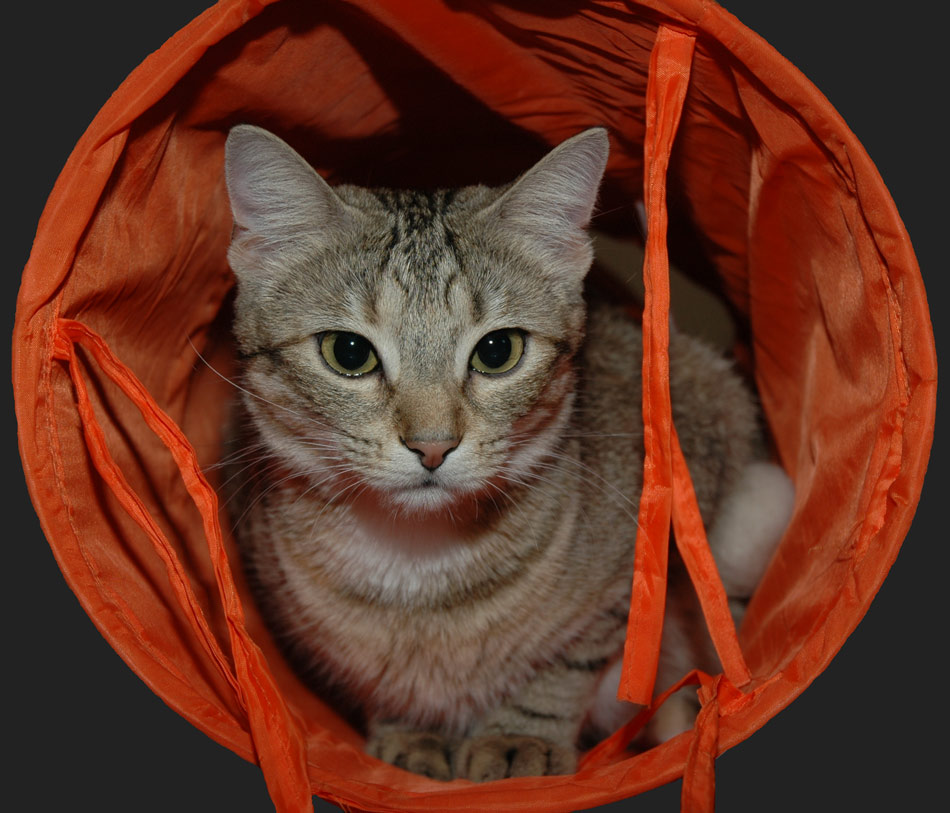 Katze im Sack