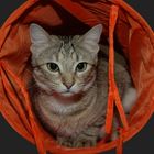 Katze im Sack