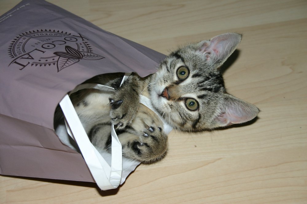 Katze im Sack...