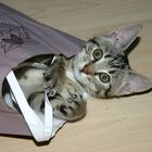 Katze im Sack...