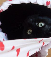 Katze im Sack