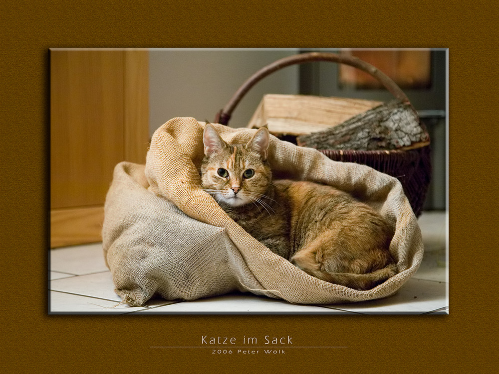 Katze im Sack Foto & Bild tiere, haustiere, katzen Bilder auf Katze im Sack Foto & Bild tiere, haustiere, katzen Bilder auf