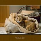 Katze im Sack