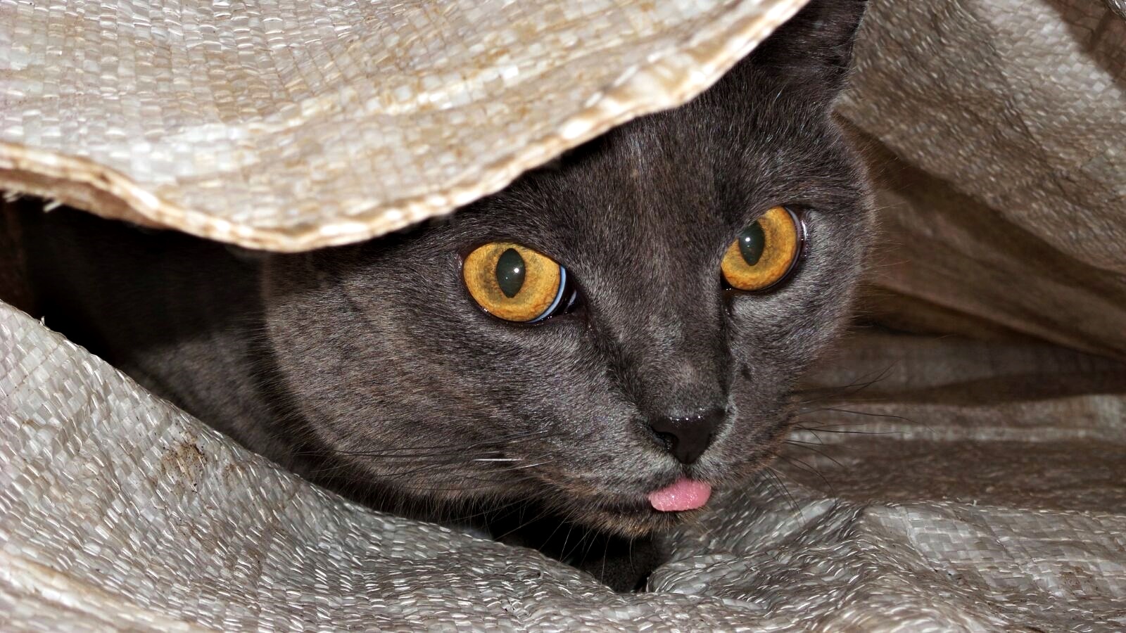 Katze im Sack ) Foto & Bild natur, katzen, tiere. Bilder auf Katze im Sack ) Foto & Bild natur, katzen, tiere. Bilder auf