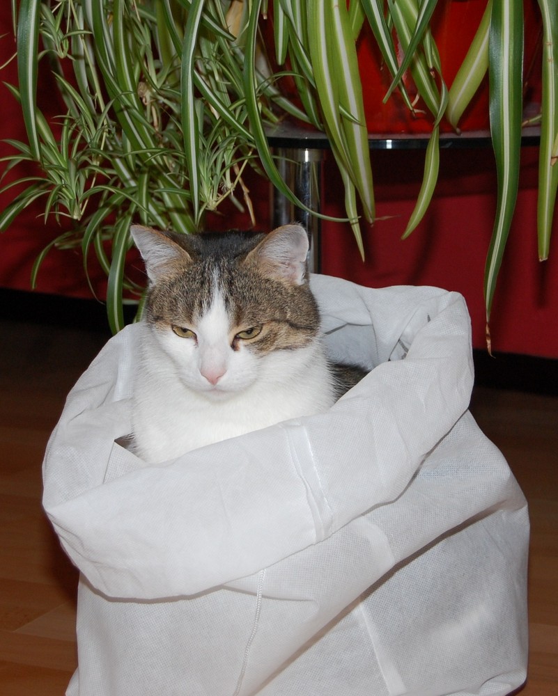 Katze im Sack