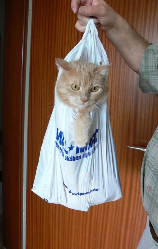 " Katze im Sack "