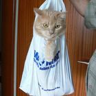 " Katze im Sack "