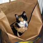 Katze im Sack.... oder