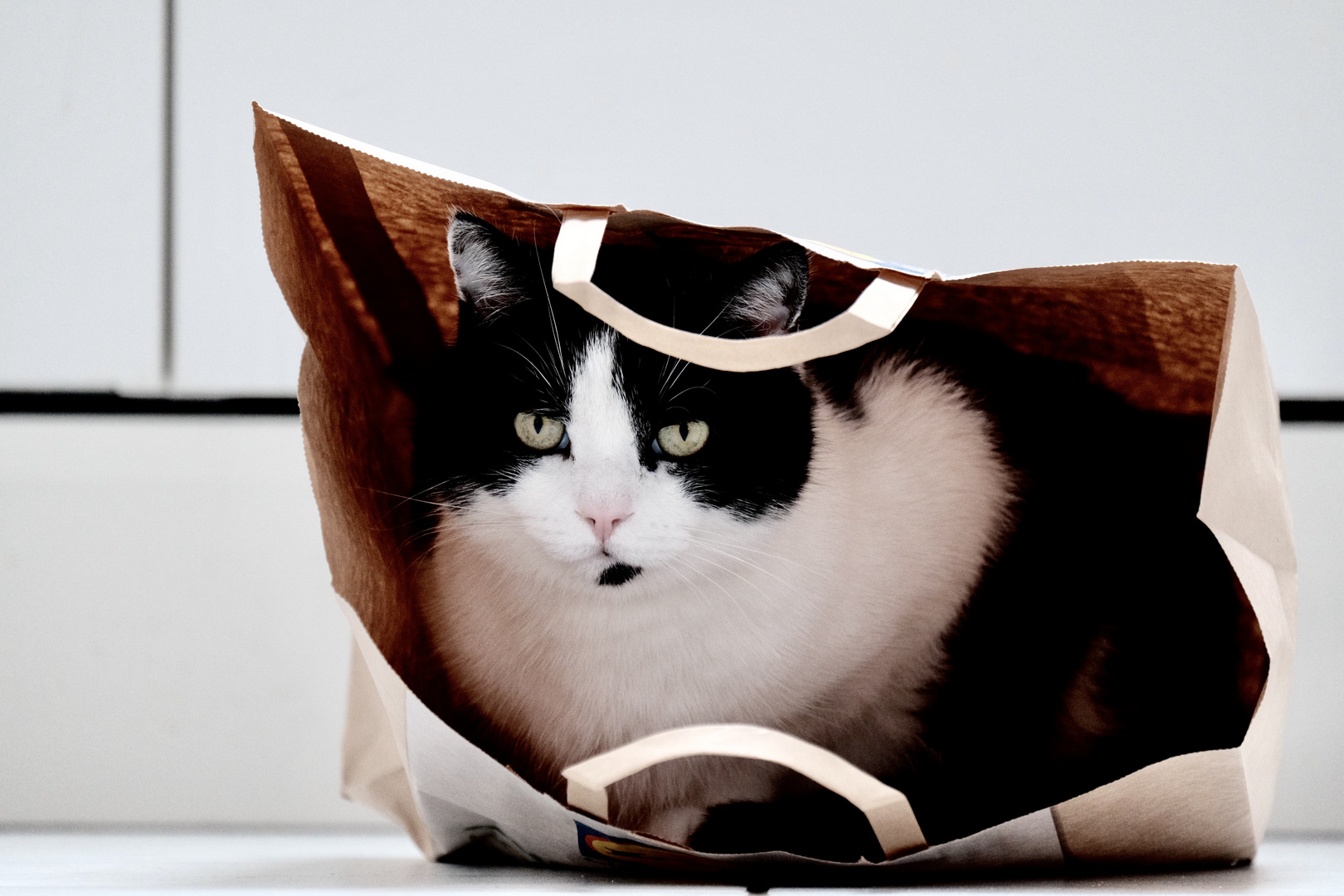 Katze im Sack /Tüte Foto & Bild tiere, haustiere, katzen Bilder auf