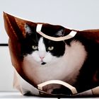 Katze im Sack /Tüte