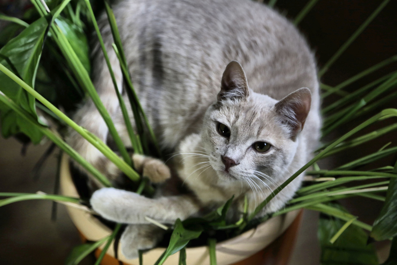 KATZE IM SALAT