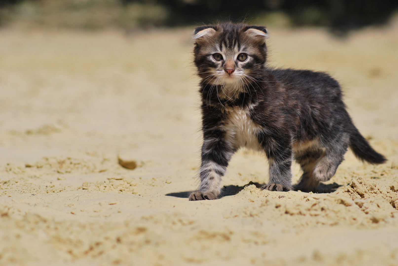 Katze im Sand (1)