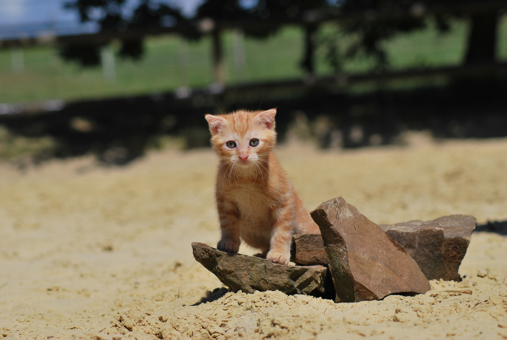 Katze im Sand (2)