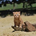 Katze im Sand (2)