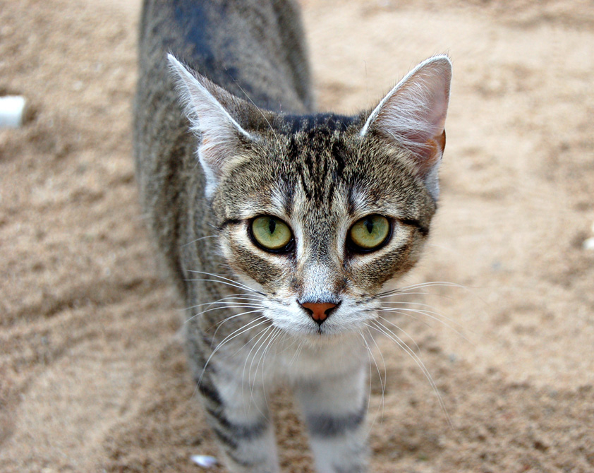 Katze im Sandkasten