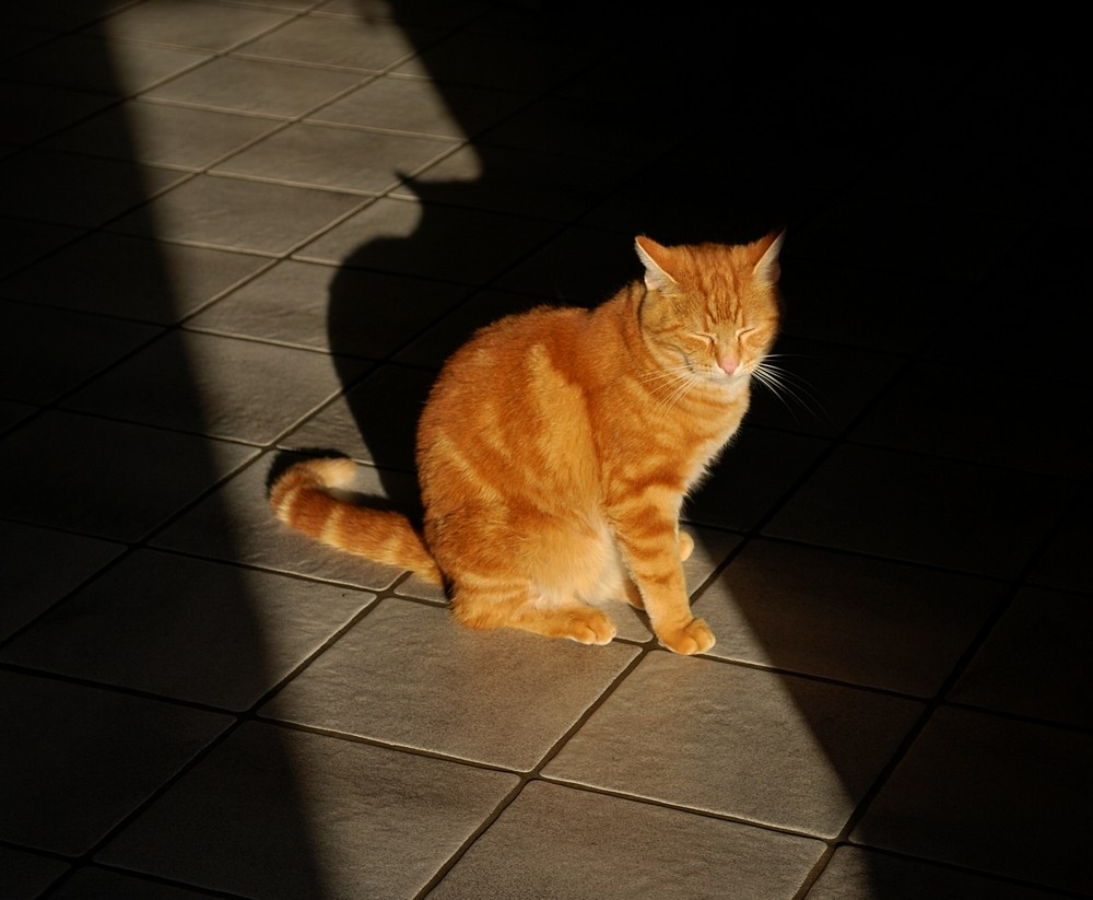 Katze im Schatten