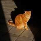 Katze im Schatten