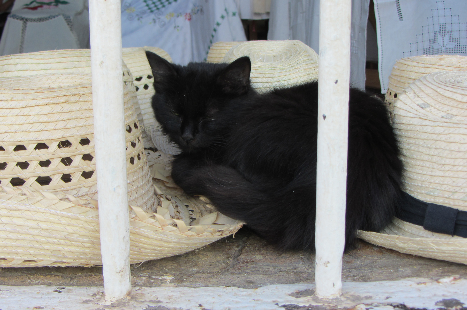 Katze im "Schaufenster" eines Souvenirladens in Trinidad, Cuba