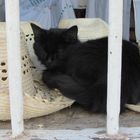 Katze im "Schaufenster" eines Souvenirladens in Trinidad, Cuba