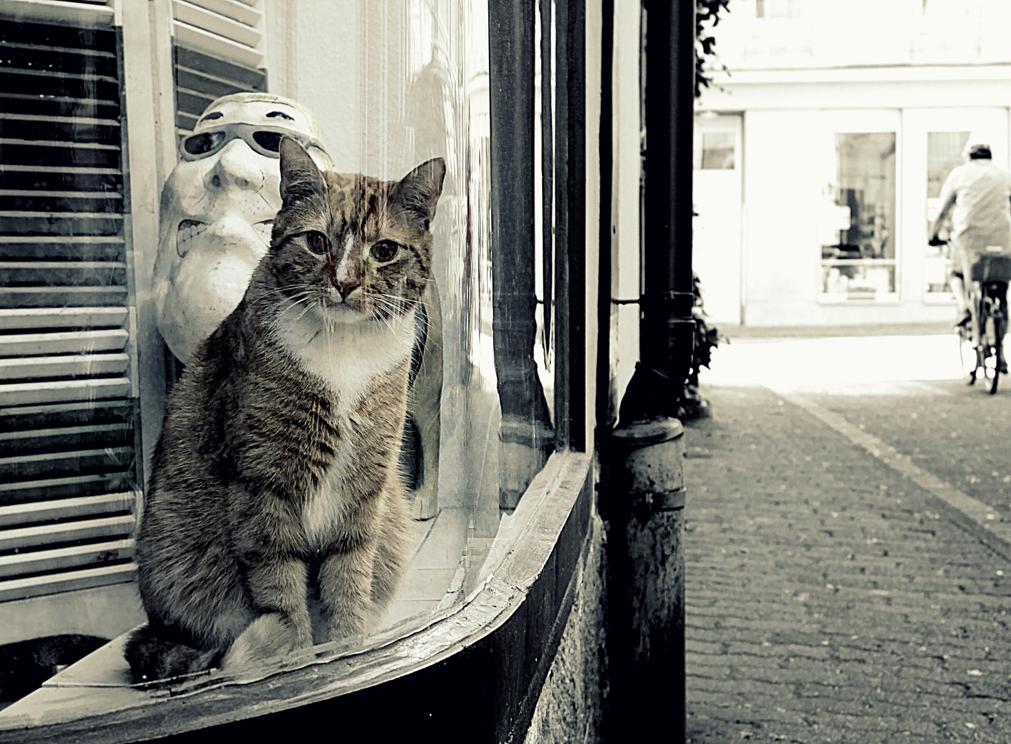 katze im schaufenster mit maskotchen