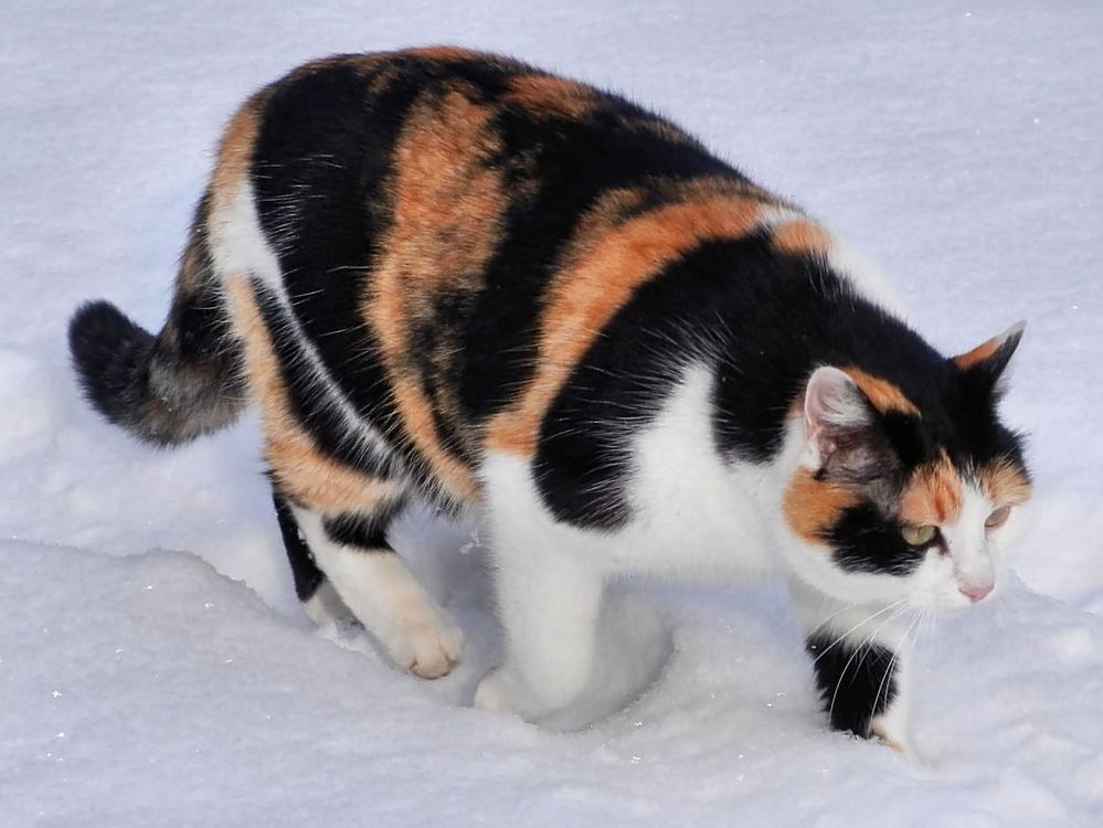 Katze im Schleichgang