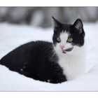 Katze im Schnee