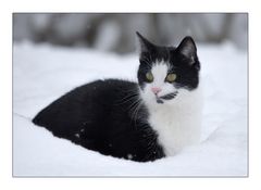 Katze im Schnee