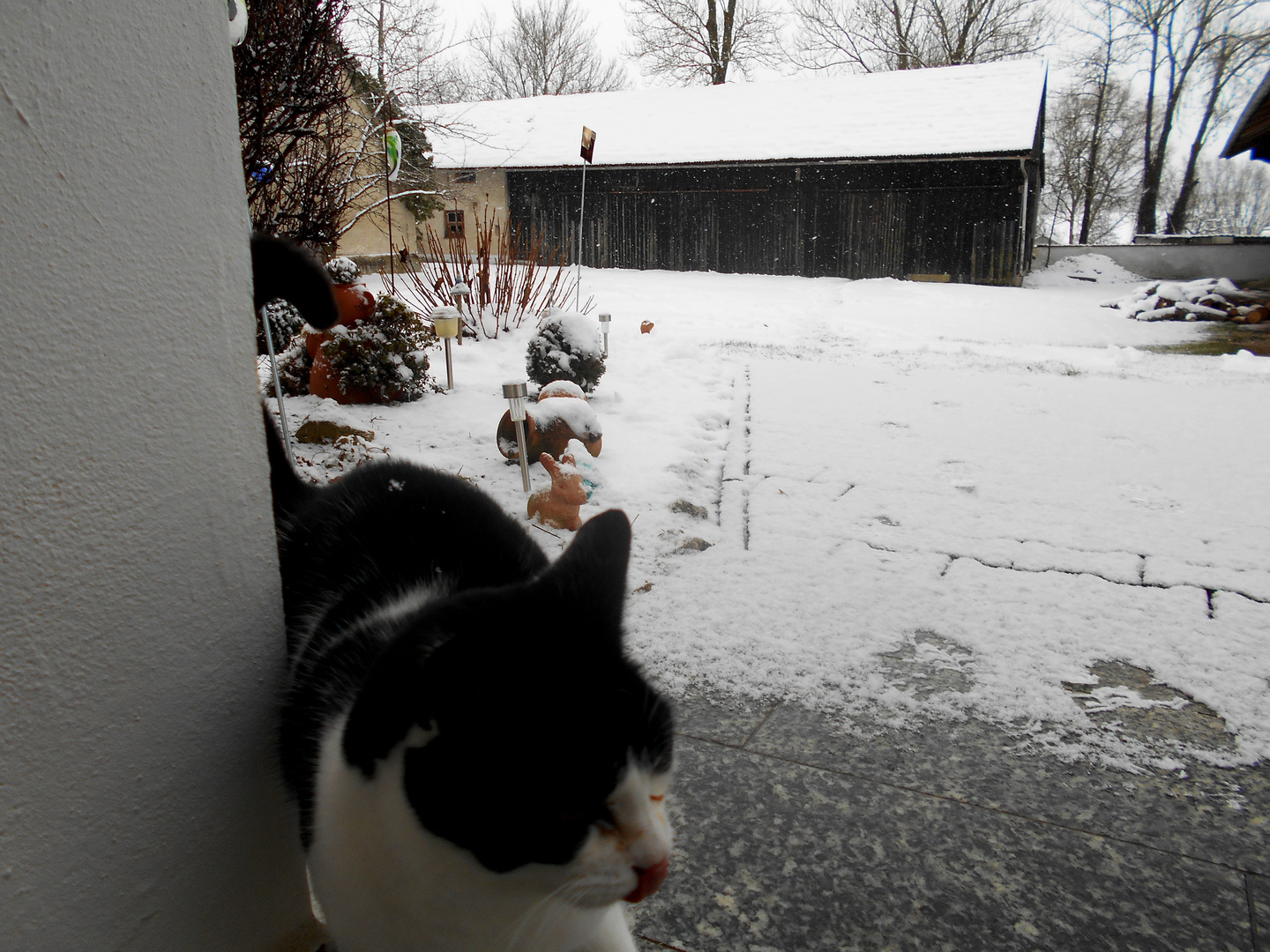 Katze im Schnee