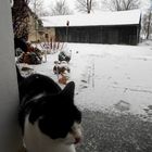 Katze im Schnee