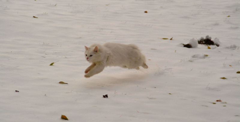 katze im schnee