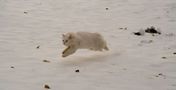 katze im schnee von Suse Capelle