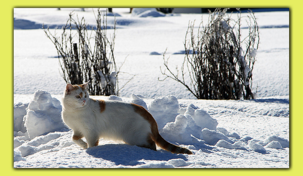 Katze im Schnee