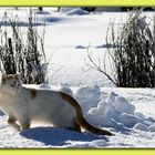 Katze im Schnee