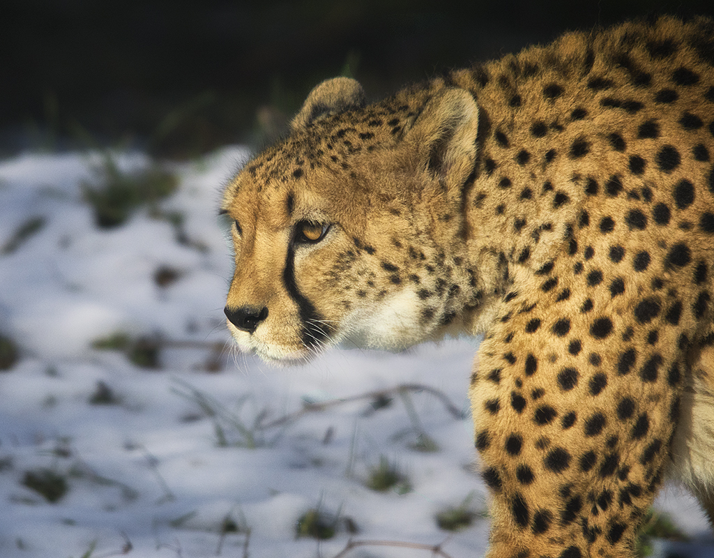 Katze im Schnee