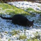 Katze im Schnee