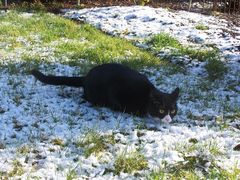 Katze im Schnee