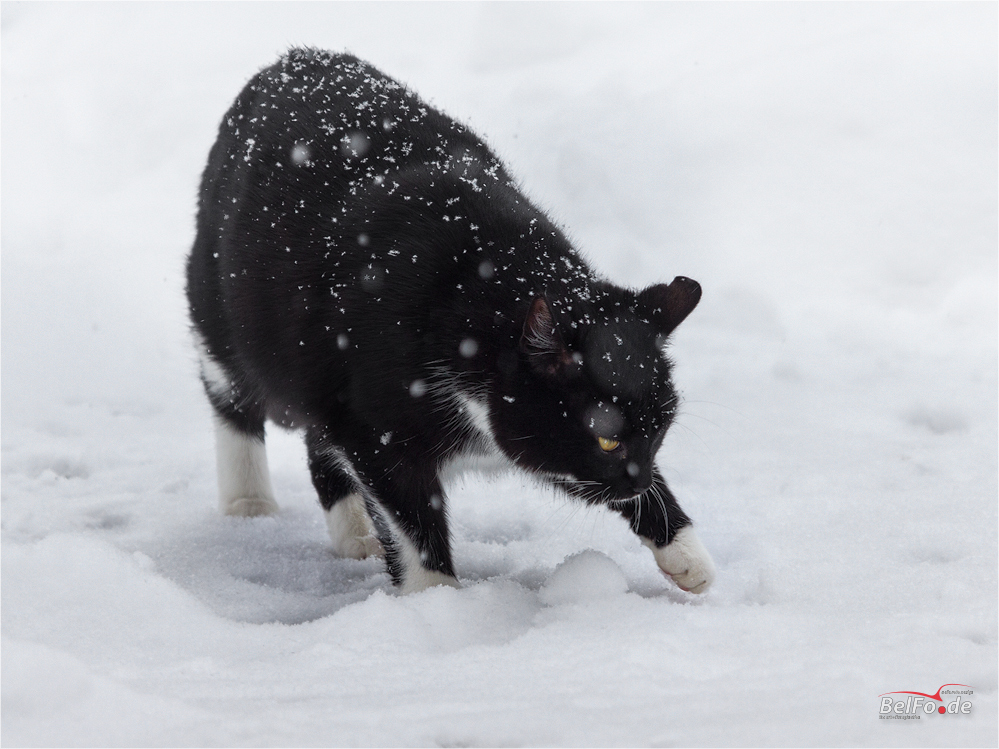 Katze im Schnee ...